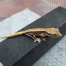 파충류샵KKZOO