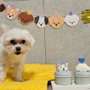 멍냥디저트 이미지