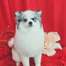 세종애견미용 이미지