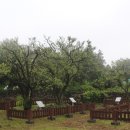 제주 도련동 귤나무류 이미지