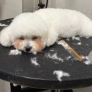 살랑살랑 펫미용 | 대전 애견미용 도미에르펫 애교만점 비숑 테디컷