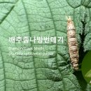배추좀나방번데기 이미지