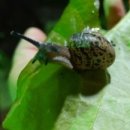 안녕달팽이 이미지