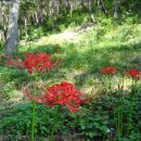 스테이 수림 이미지