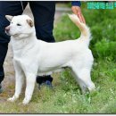 까치말진돗개농장 이미지