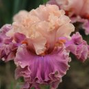 아이리스 이미지