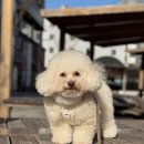 전주유치원 | 전주애견유치원 다니기 좋은 멍스쿨 후기!