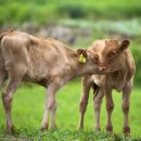 풀로만목장 이미지
