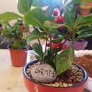 원주민중요양병원 | 다시 봄을 꿈꾸다 - 원주민중요양병원 도움의원 호스피스 병동의 사계절