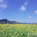 유채꽃길 이미지