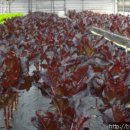 대실농장 이미지