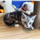 냐옹펫 | 고양이 분양 서리펫 입양 후기