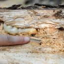 장수하늘소 이미지