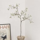 크로키아 이미지