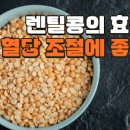 렌틸콩 효능 렌틸콩 먹는법 렌틸콩 칼로리 이미지