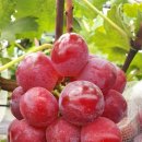 스타캔디 이미지