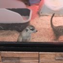 방앤피그 이미지