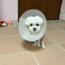 물만난 강아지 | 부산 강아지 십자인대파열수술 후기 말티즈 TPLO 3개월차