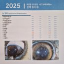 이든펫 | 강아지 눈충혈에 효과 본 에코펫 오메가 3 물개오일 세통째 급여 후기기