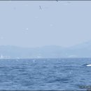 물개 날리는 범고래 (용량주의).gif 이미지