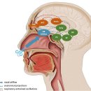 비강 호흡은 변연계 진동을 동반하고 인지 기능을 조절합니다 이미지