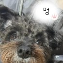 멍멍선생 | 닥터멍멍팔팔J 강아지슬개골영양제 솔직 후기 (강아지영양제 / 강야지관절영양제까지 같이 씹어먹기)