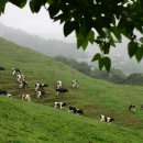 가나안목장 이미지