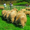 청암목장 이미지