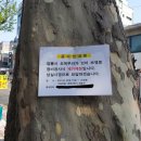 플라타너스
