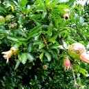 천등산헬기장(딸각산) 이미지