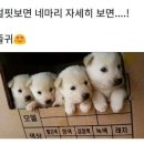 얼핏보면 4마리 자세히 보면...! 이미지