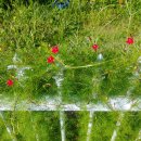새깃유홍초 빨강, 하양, 유홍초 노랑, 애기나팔꽃 이미지