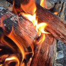 숲속통나무 이미지