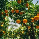 대세2농장 이미지