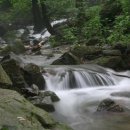 숲속의 빈터 이미지