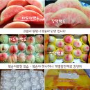 삼태산 복숭아 황제도 황도/조황황도 50% 맛보기이벤트 이미지