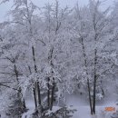 강릉제왕산[840m](2024.02.04)