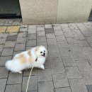 75도 | 삼송 강아지미용실 75도 애견미용 가위컷 재방문!