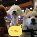 (주)피터펫 이미지