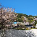 사봉흑염소