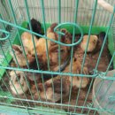 김동일농장 이미지