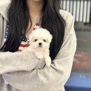 명덕로 | 대구강아지분양후기 진실된곳 아이러브독대구점