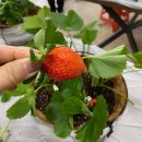 녹색농원 | 꽃구름농원에서 찾은 마음의 평화