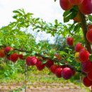 정선농장 이미지