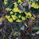 산국(감국) Chrysanthemum seticuspe (Maxim.) Hand.-Mazz. 이미지