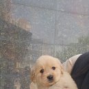 강아지분양 애견입양 아이러브독 인천점 이미지