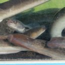 단강낚시터 이미지