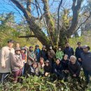 관음사의 왕벚나무자생지 이미지