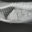 용산동물병원 이미지