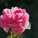 자뎅 드 프랑스(Jardins de France) 이미지